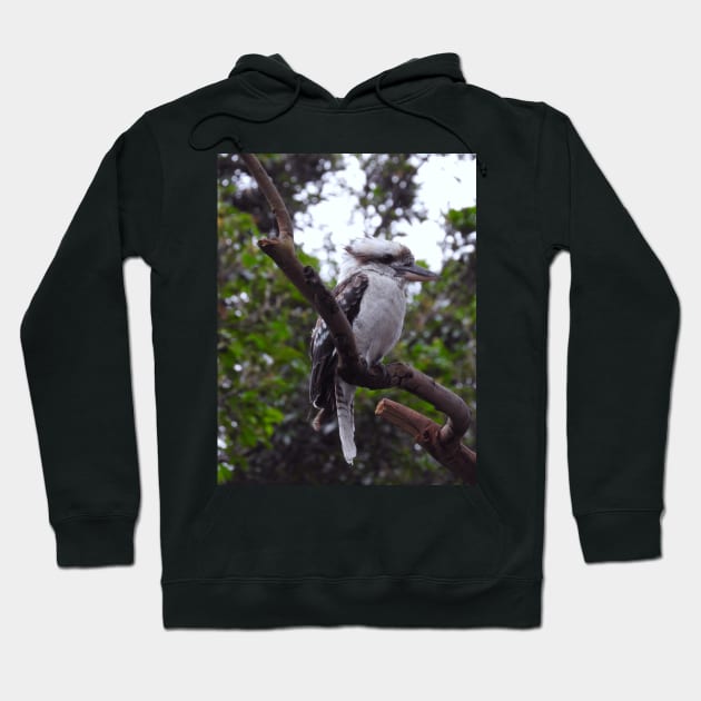 Kookaburra Hoodie by kirstybush